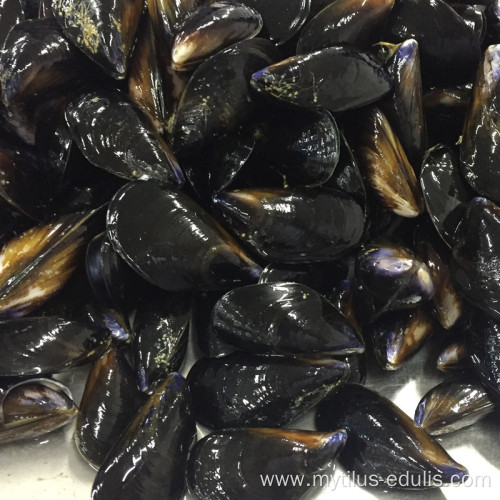 farm raised freshest whole cleaned mussel meat no sand no clay